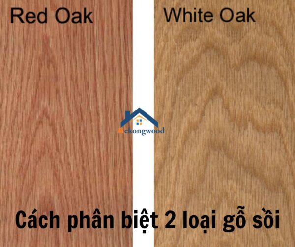 cách nhận biệt gỗ sồi đỏ và gỗ sồi trắng oak