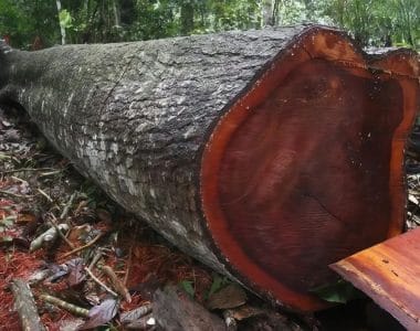 cá loại gỗ nhóm 1 quý hiếm và giá trị tại VIỆT NAM