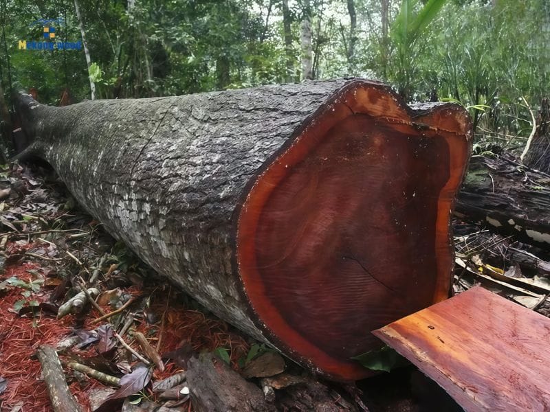 các loại gỗ nhóm 1 quý hiếm và giá trị