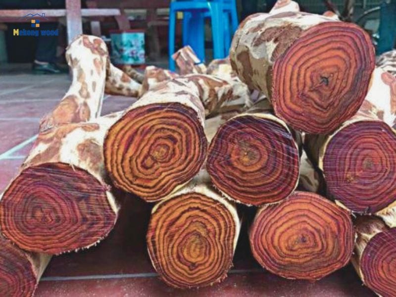 gỗ quý hoàng đàn thuộc nhóm 1 quý hiếm và giá trị