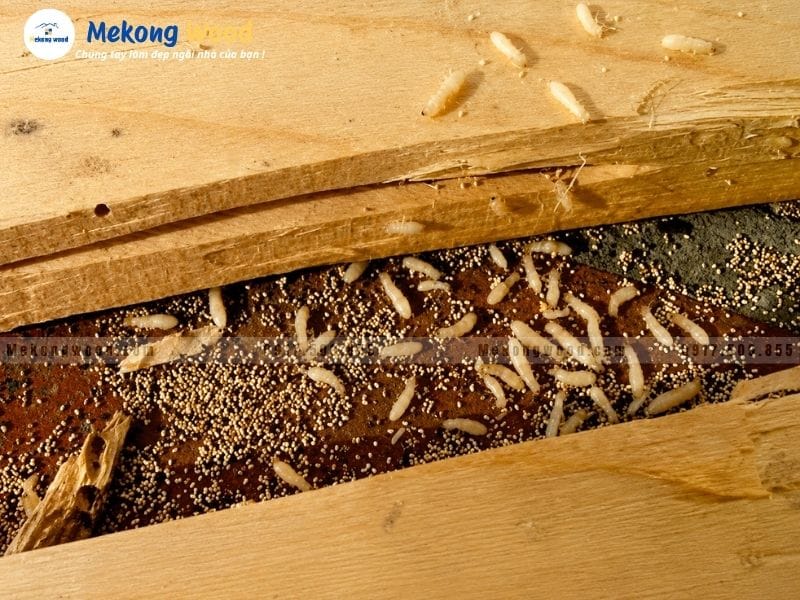 Hình ảnh những con mọt gỗ