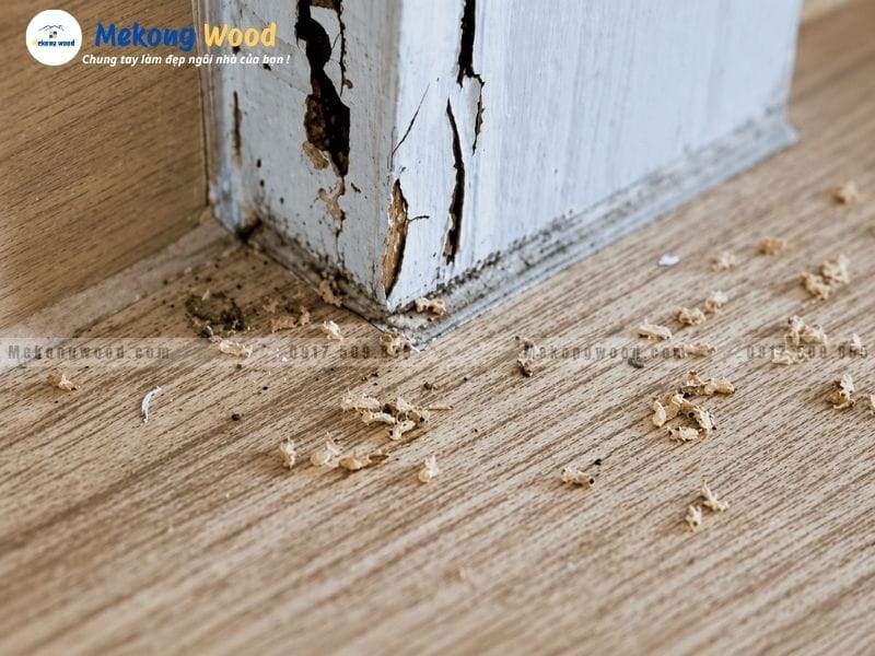 Hình ảnh mọt gỗ phá hoạt đồ gỗ nội thất