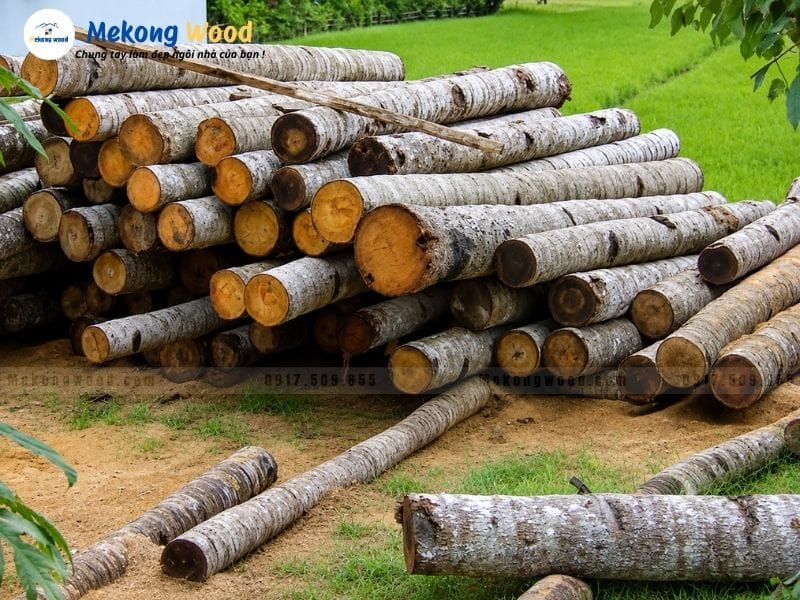 Hình ảnh thân cây dừa đã được thu gom chuẩn bị gia công