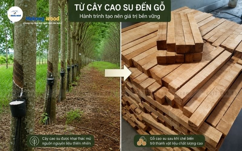 tìm hiểu loại gỗ cao su
